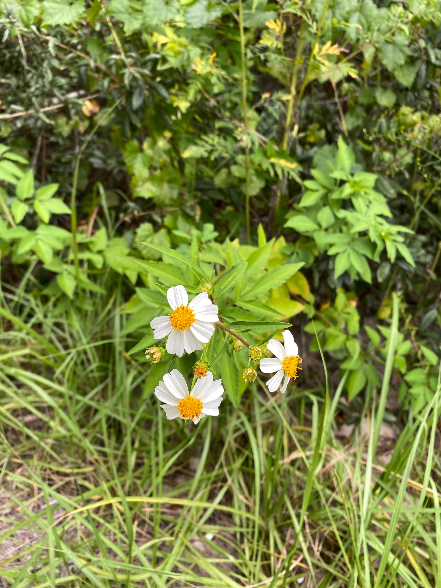 🌸 Petal Path Women’s Hiking + Creative Retreat